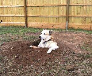 hole digging dog funny picture