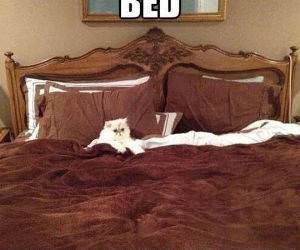 honey come to bed funny picture
