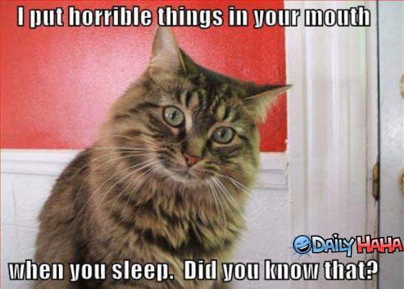 Horrible Cat Picture