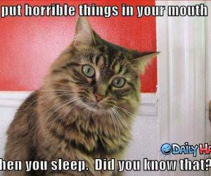 Horrible Cat Picture