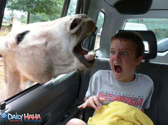 Horse Scares Kid