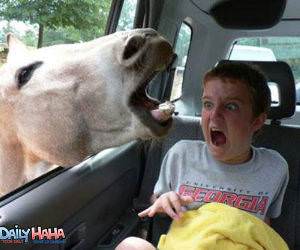 Horse Scares Kid