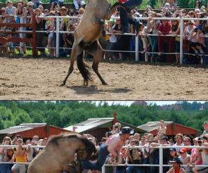 Horse Wins funny picture