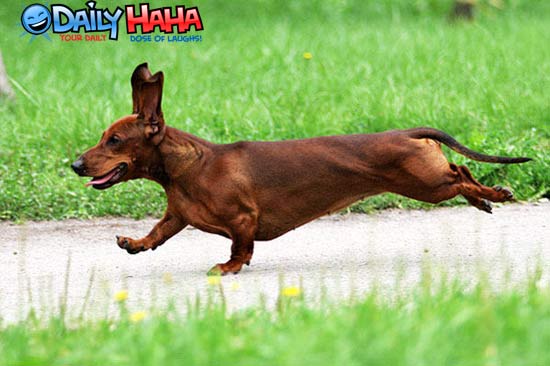 Hot dog running.