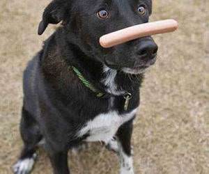 Hot Dog Concentration