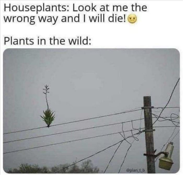 house plants