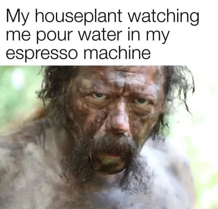 houseplant