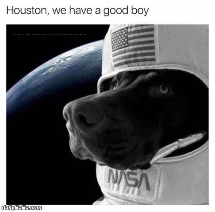 houston we have a good boy funny picture
