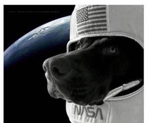 houston we have a good boy funny picture