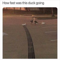 how fast was this duck going ... 2
