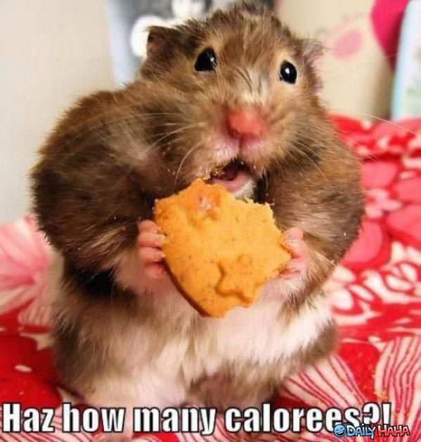 How Many Calories funny picture