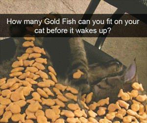 how many goldfish