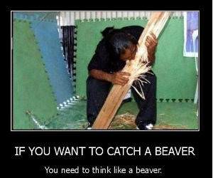Catch A Beaver funny picture