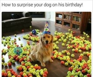 how to surprise your dog