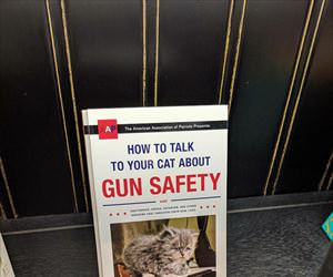 how to talk to your cat