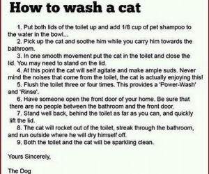 Washing The Cat funny picture