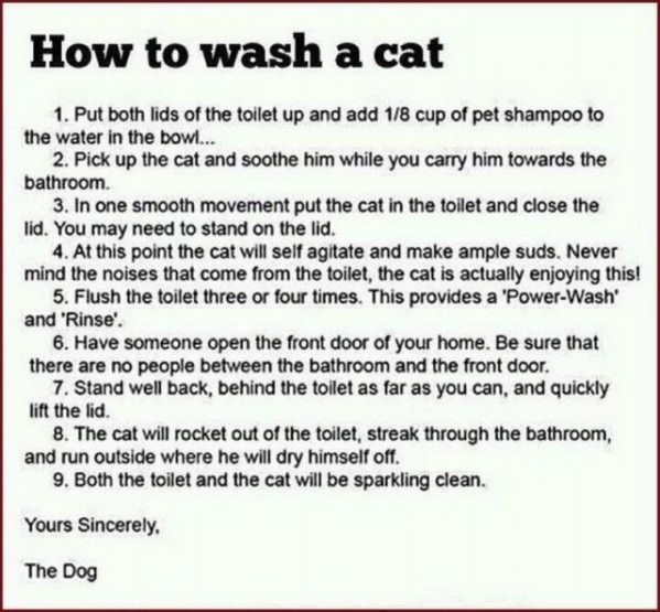 Washing The Cat funny picture