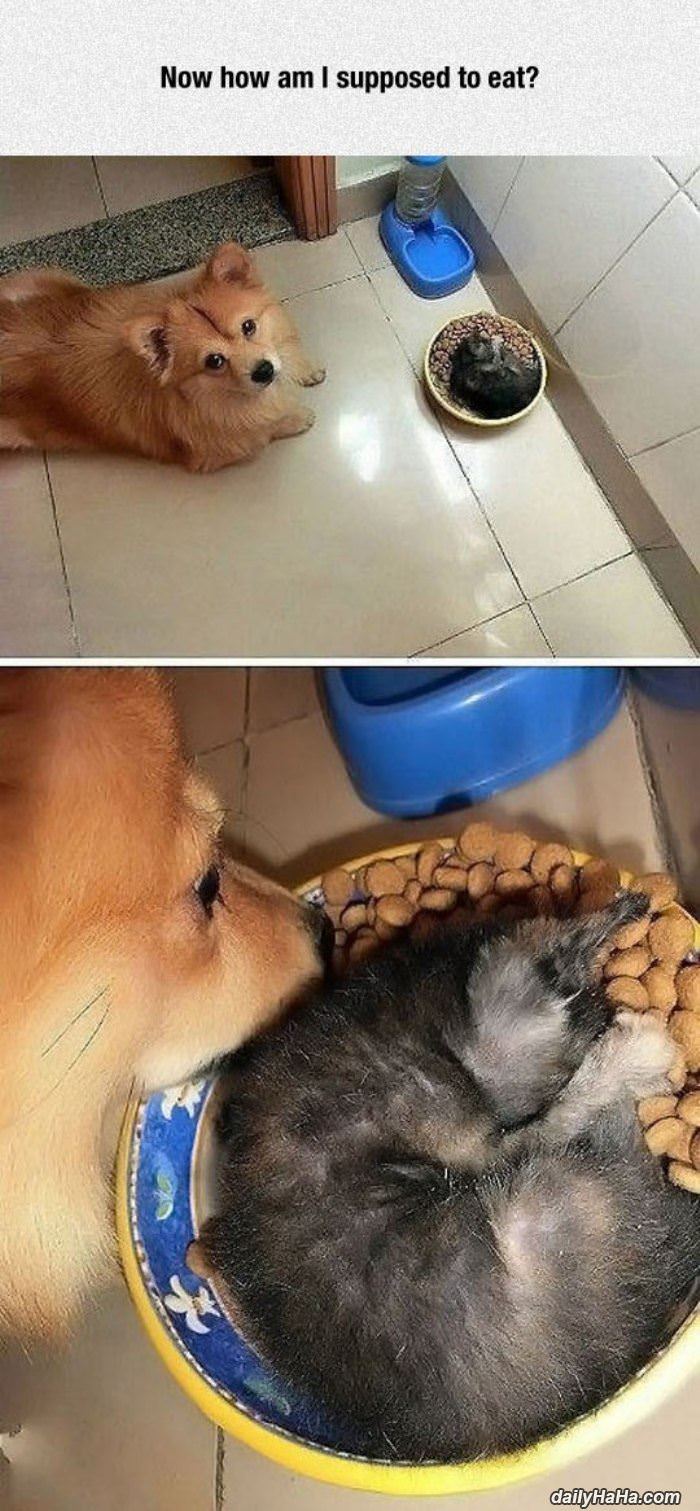 how am i supposed to eat funny picture