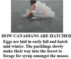 how canadians are hatched funny picture