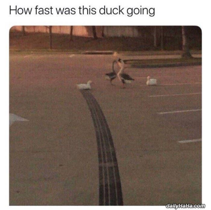 how fast was this duck going funny picture