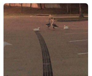 how fast was this duck going funny picture