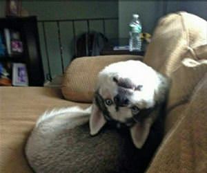 how he responds to his name funny picture