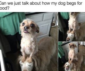 how i beg for food funny picture