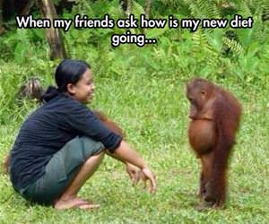 how is the new diet going funny picture