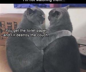 how my cats are funny picture