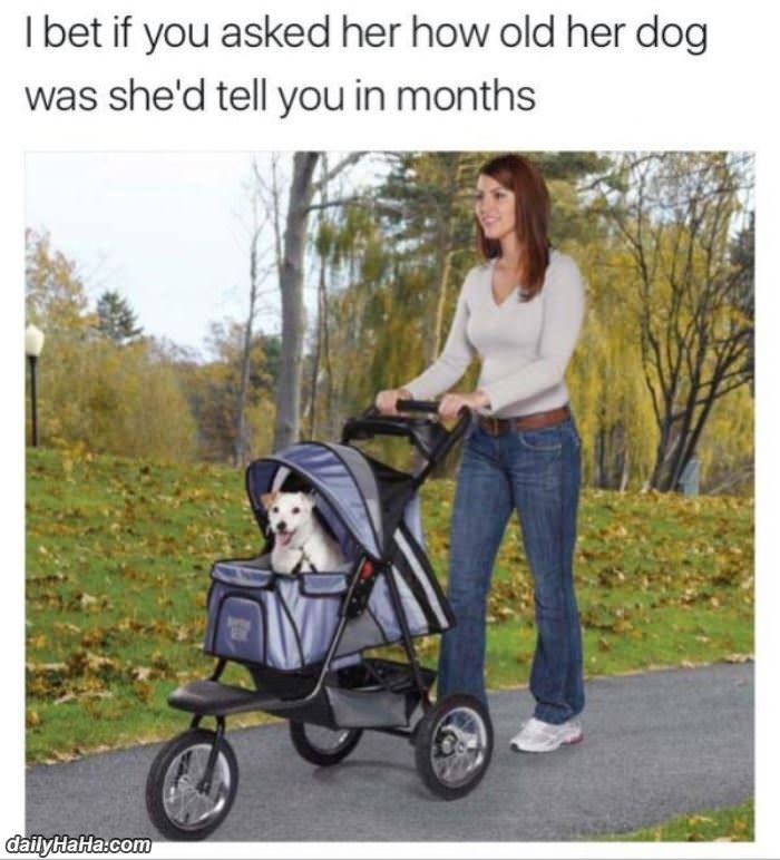 how old is your dog funny picture