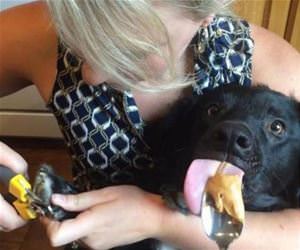 how to clip the dogs nails funny picture