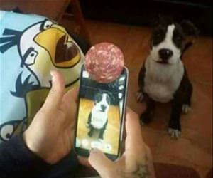 how to get a nice pic of your pet funny picture