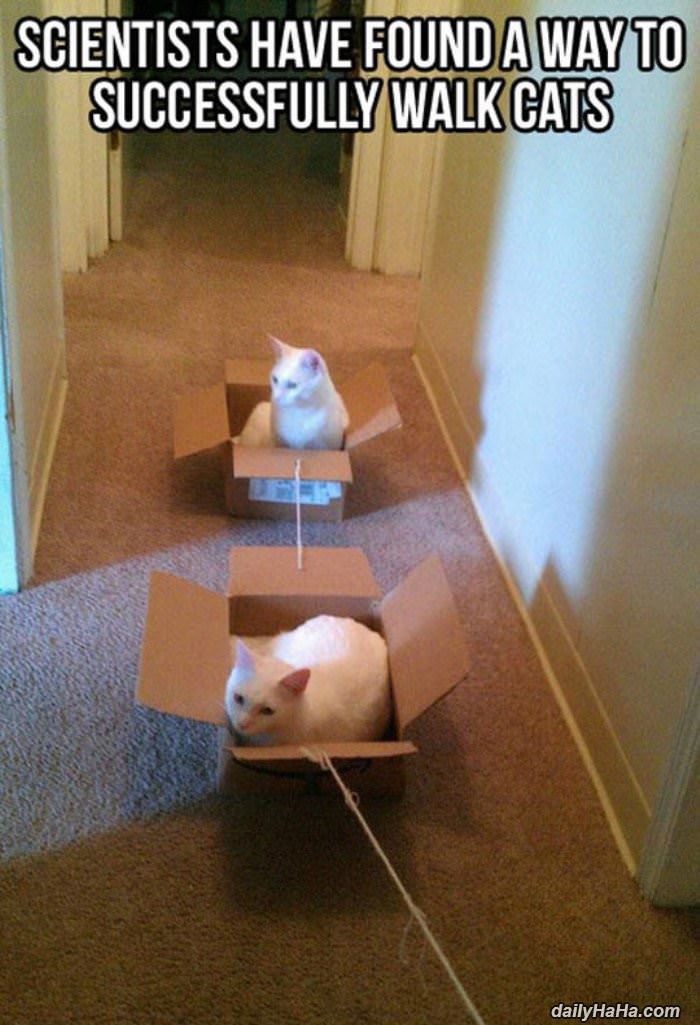 how to walk cats funny picture