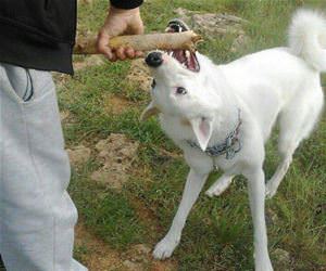 however i can get it funny picture