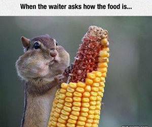 hows the food funny picture