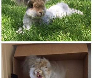 huge fluffy bunny ears funny picture