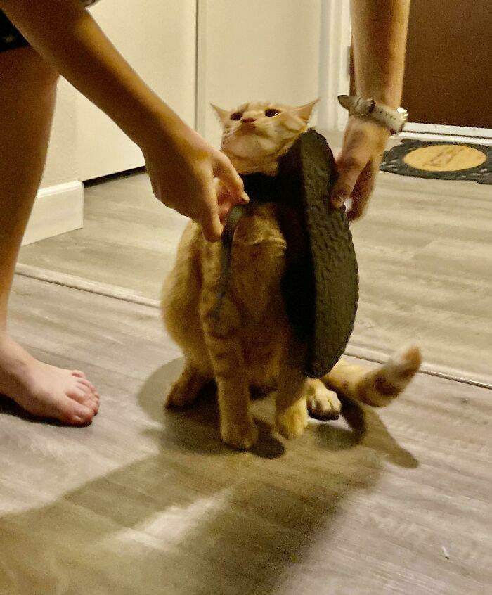 human i require help