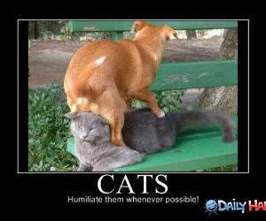 Humiliate Cats funny picture