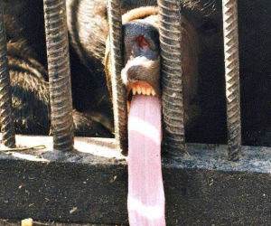 Hungry Hungry Bear funny picture