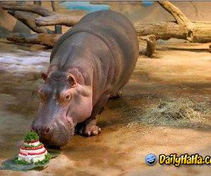 Hungry Hippo