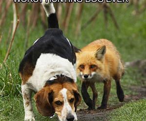 hunting dog funny picture
