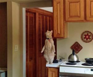 hunting ladybugs funny picture