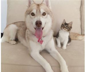 huskies adopt a kitten funny picture