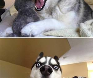 huskies are funny dogs funny picture