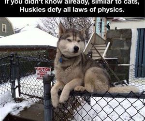 huskies funny picture