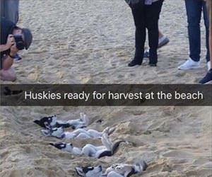 husky harvest
