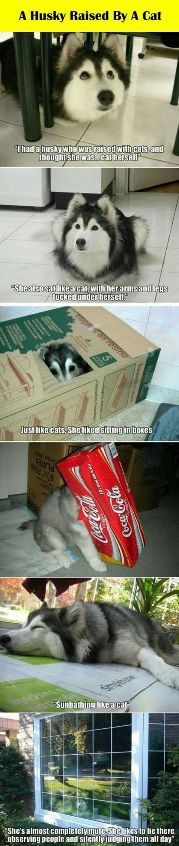 husky cat funny picture