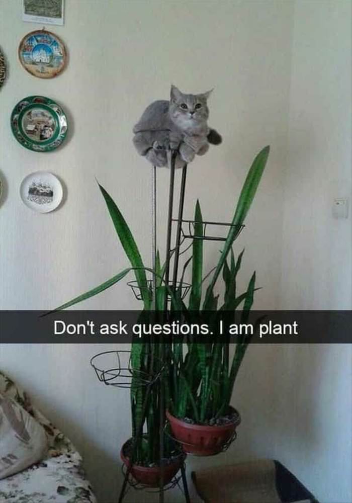 i am a plant now