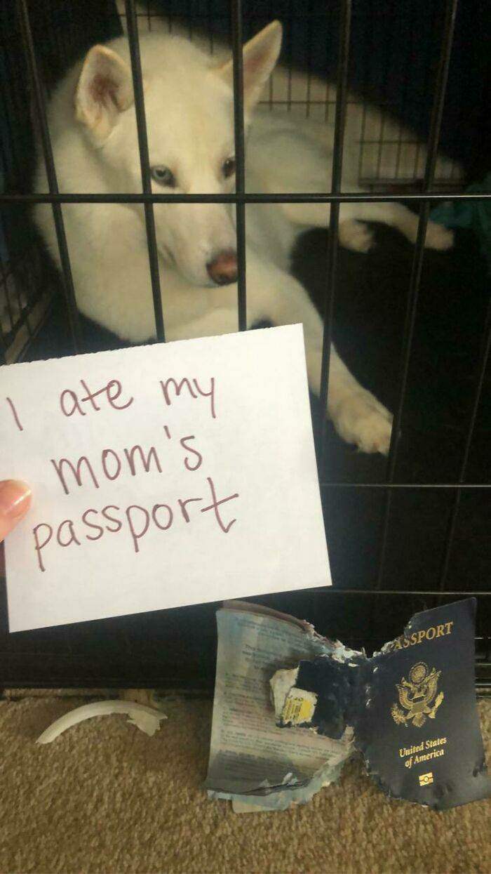 i ate the passport