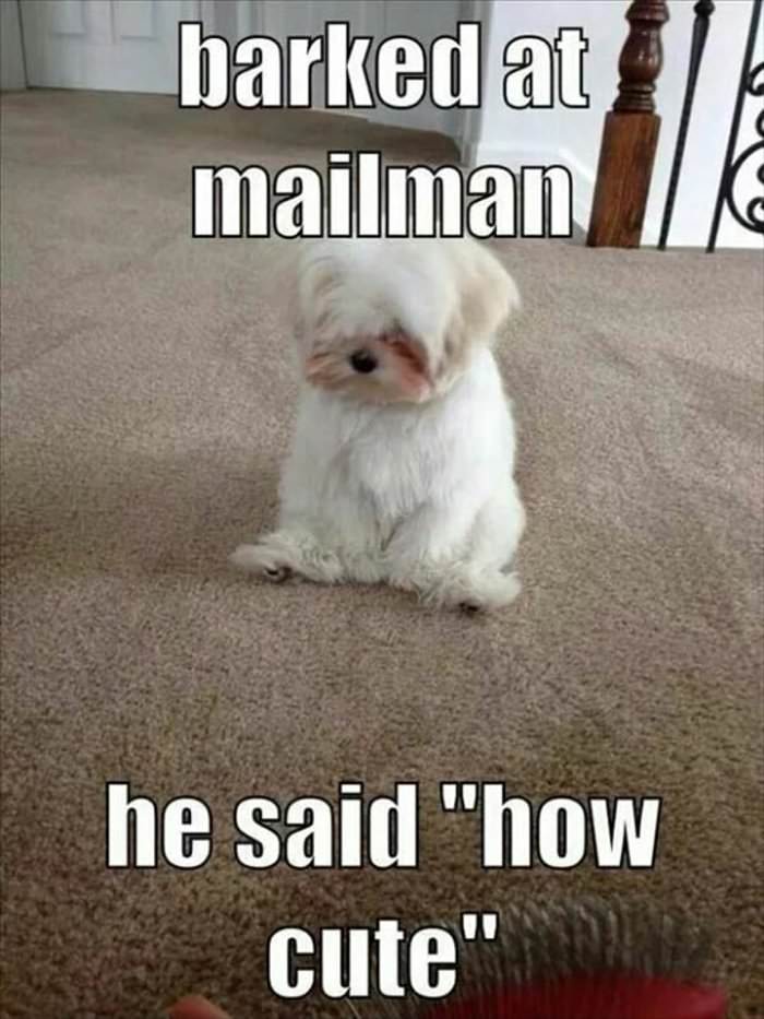 i barked at the mailman